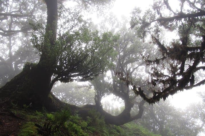 Fanal Enchanted Forest Walk: Explore Madeira’s Ancient Laurisilva photo 3