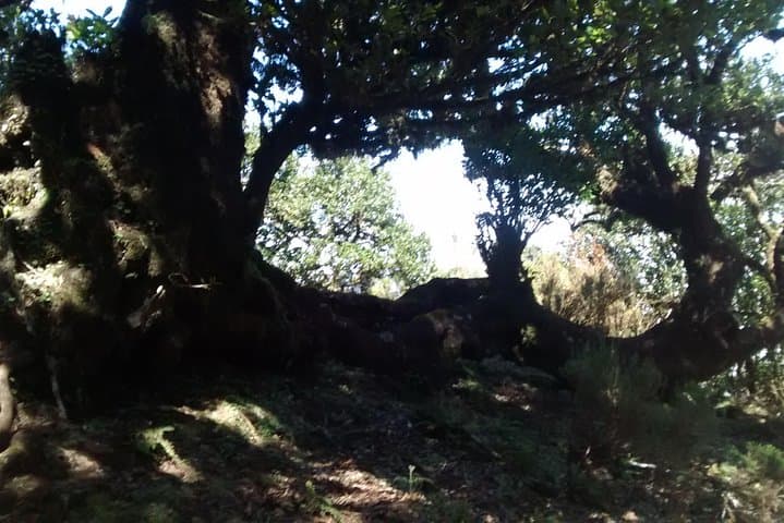 Fanal Enchanted Forest Walk: Explore Madeira’s Ancient Laurisilva photo 5