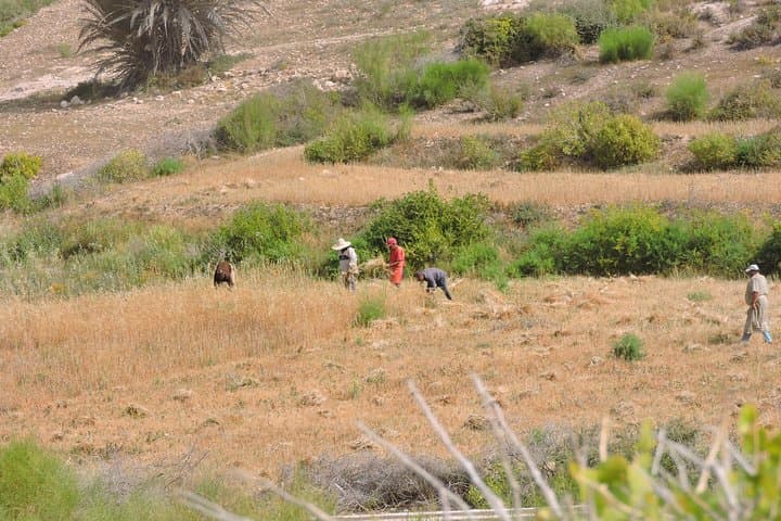 Essaouira Argan Forest to Sidi M'Barket Waterfall: 12 km Coastal Hike photo 6