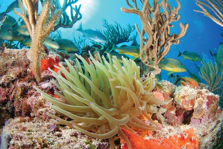 Snorkel Xtreme Cancun — Snorkel, Zipline & Underground River Adventure photo 3
