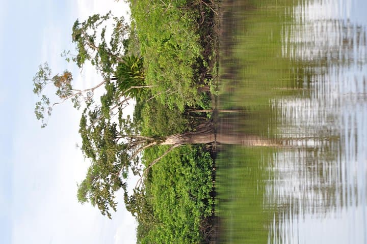 Cuyabeno 4-Day Amazon Jungle Tour: Wildlife, Community & Lake Swims photo 3