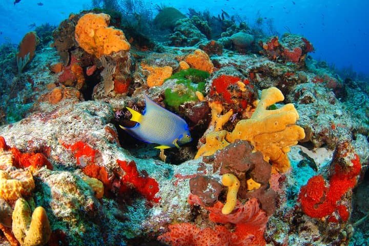 Mayan Adventure: Snorkel Yal-Ku Lagoon and Jungle Cenotes from Playa del Carmen photo 4