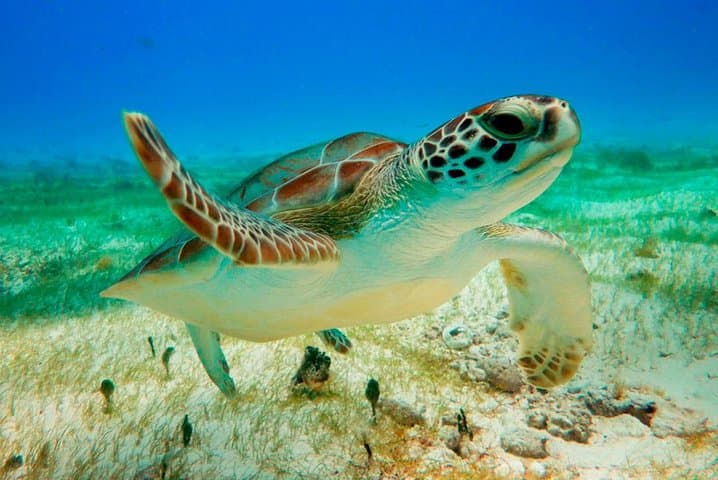 Snorkel the Cancun Reef: 4-Spot Adventure to MUSA, Shipwrecks & Turtles photo 4
