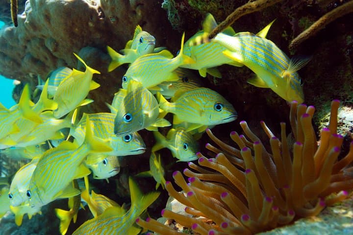 Snorkel Xtreme Cancun — Snorkel, Zipline & Underground River Adventure photo 4