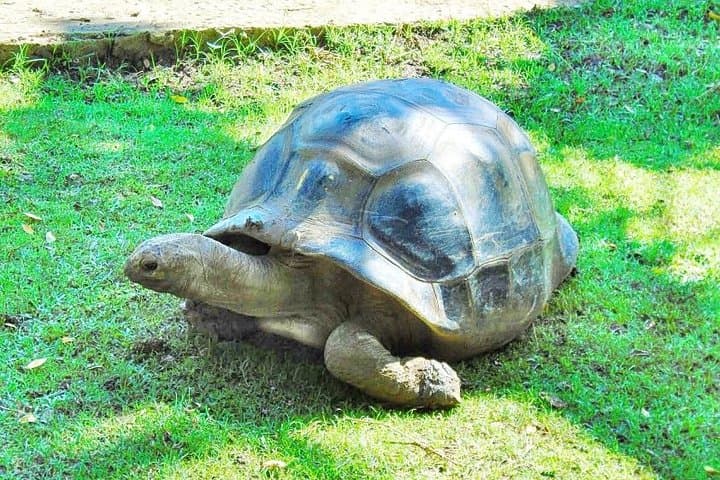South Mauritius Day Tour: Blue Bay Glass-Bottom Boat, Snorkelling & La Vanille Reserve photo 3