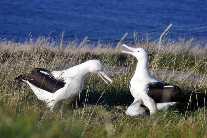 Dunedin & Otago Peninsula Albatross Tour: Highcliff Road Scenic Drive and Royal Albatross Centre photo 4
