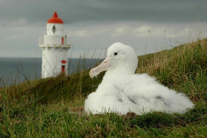 Dunedin & Otago Peninsula Albatross Tour: Highcliff Road Scenic Drive and Royal Albatross Centre photo 6