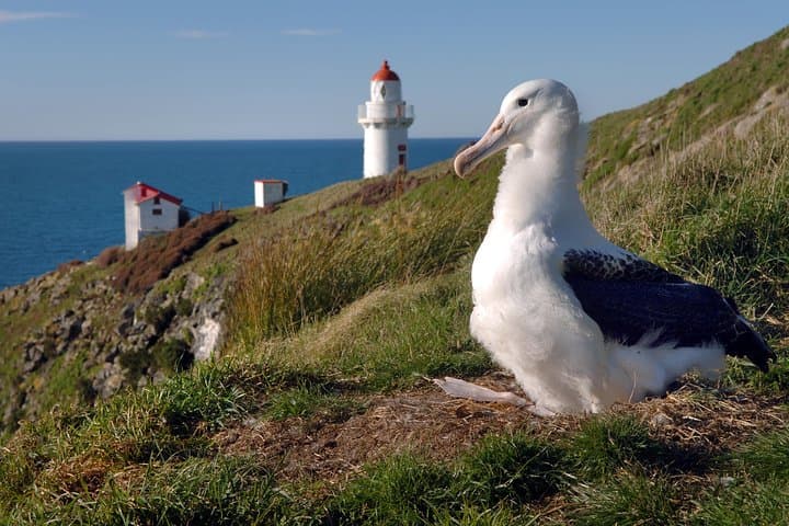 Dunedin & Otago Peninsula Albatross Tour: Highcliff Road Scenic Drive and Royal Albatross Centre