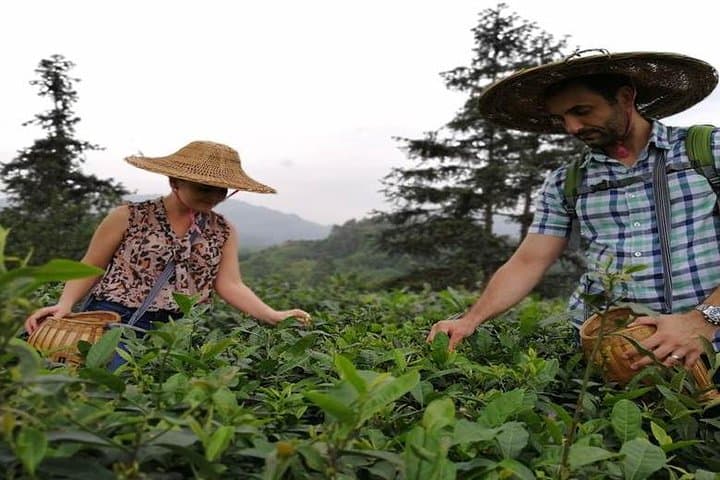 Leshan Giant Buddha and Tea Village Day Tour from Chengdu photo 6