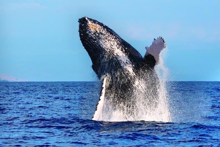 West Oahu Deluxe Whale Watching Sail — Humpbacks off Ko Olina