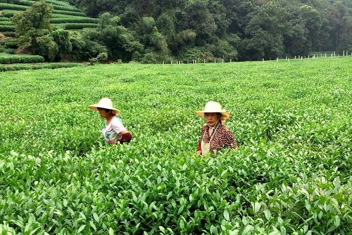 Essential Day Tour of Hangzhou: West Lake, Lingyin Temple & Meijiawu Tea photo 4