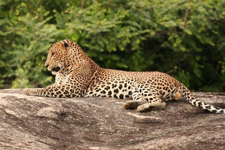 3-Day Luxury Glamping and Leopard Safaris in Yala National Park photo 4