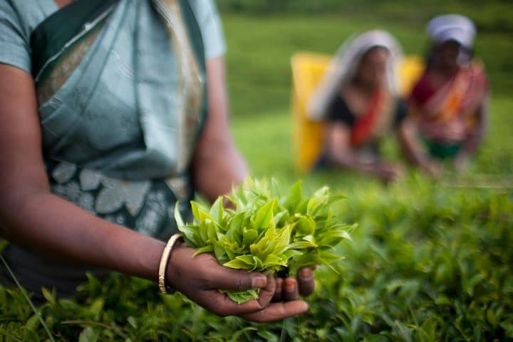 Horton Plains & Pedro Tea: Nuwara Eliya Day Trip to World's End and Tea Plucking photo 4