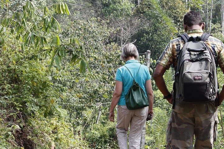Overnight Sinharaja Rainforest Trek — Private All-Inclusive Eco Lodge Experience photo 3