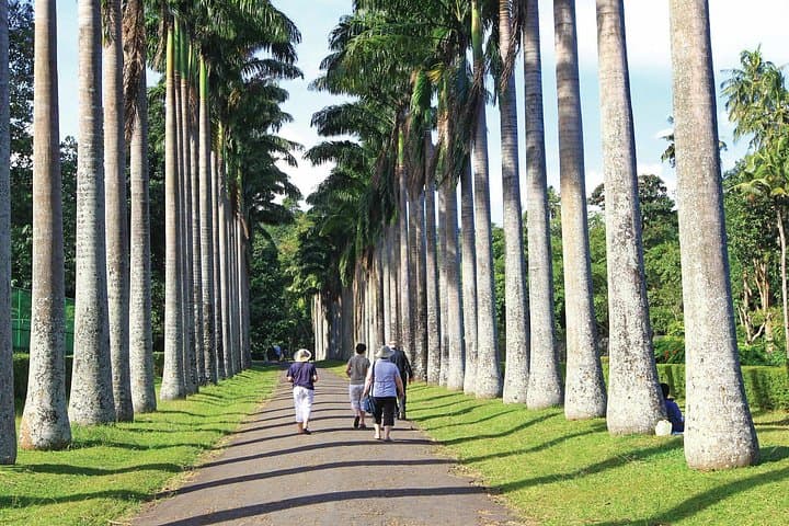 Kandy in One Day: Private Cultural and Garden Tour by Air-Conditioned Car photo 3