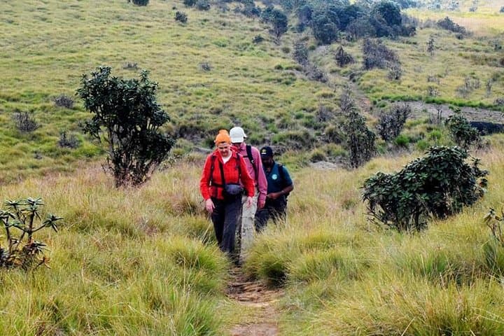 Summit Kirigalpoththa: Private Hike Through Horton Plains National Park photo 4