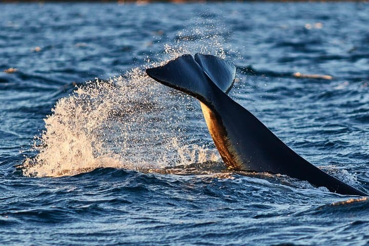 RIB Whale Watching in Skjervøy: Full-Day Wildlife Tour from Tromsø photo 2