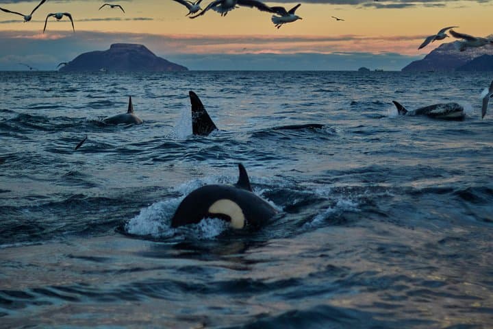 RIB Whale Watching in Skjervøy: Full-Day Wildlife Tour from Tromsø photo 3