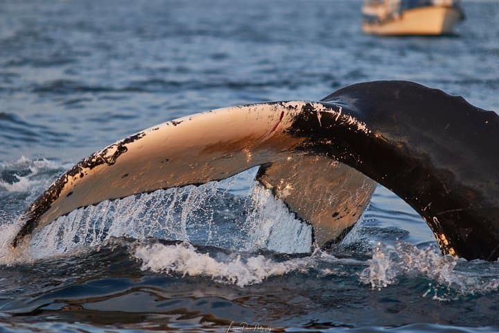 RIB Whale Watching in Skjervøy: Full-Day Wildlife Tour from Tromsø photo 5