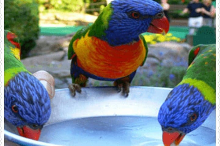 Rocklands Bird Sanctuary & Animal Farm Day Tour from Montego Bay photo 1