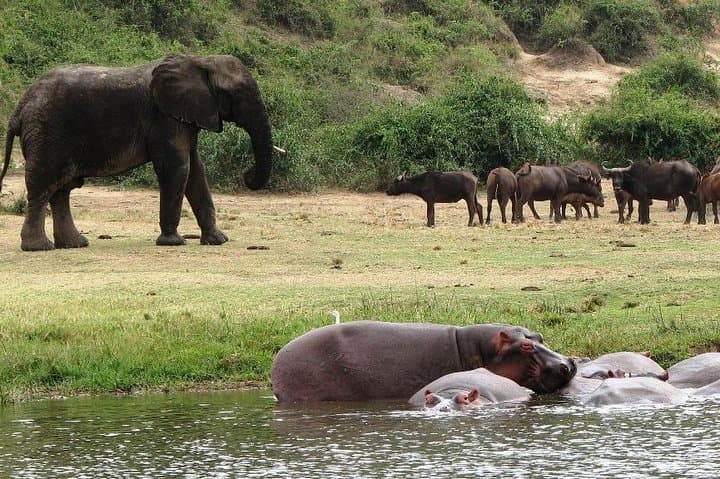 2-Day Queen Elizabeth National Park Safari & Kazinga Channel Cruise