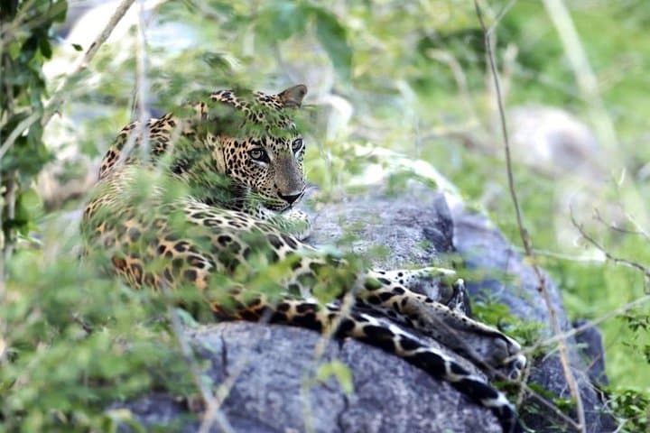 Morning Game Drive in Yala National Park: Leopard Safaris & Wildlife Viewing photo 1