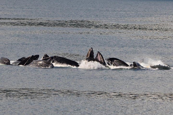 Guaranteed Whale Watching Adventure: 3-Hour Icy Strait Point Whale Cruise photo 3