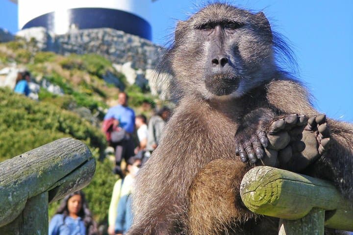 Cape Point and Penguins Full-Day Tour — Boulders Beach, Chapman's Peak & Cape of Good Hope