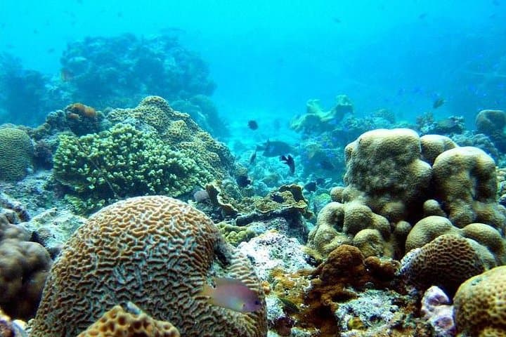 Moalboal Sardine Run & Kawasan Canyoneering: Full-Day Adrenaline from Cebu photo 5