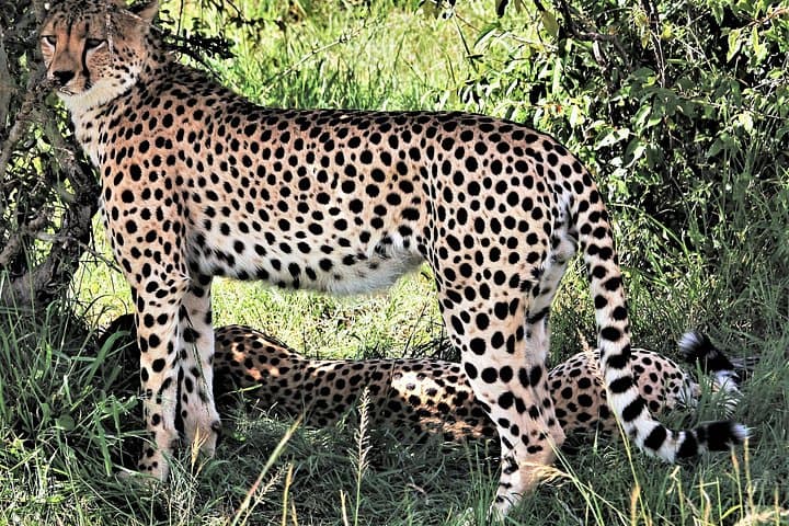 2-Day Tsavo East Safari from Mombasa & Diani — Overnight Wildlife Drive