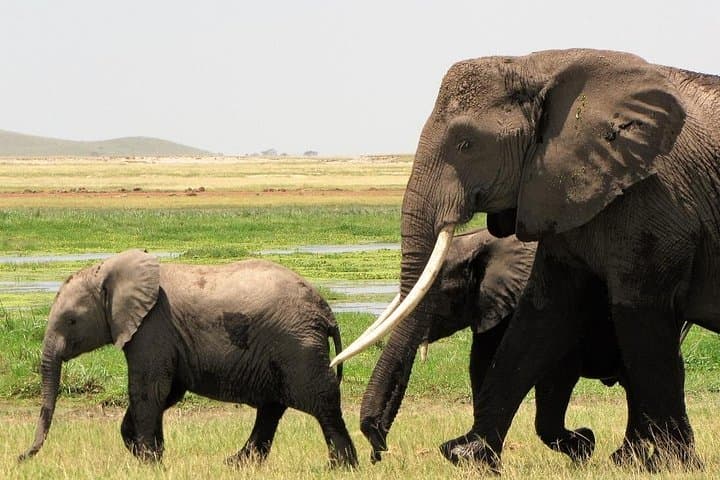 2-Day Tsavo East Safari from Mombasa & Diani — Overnight Wildlife Drive photo 2