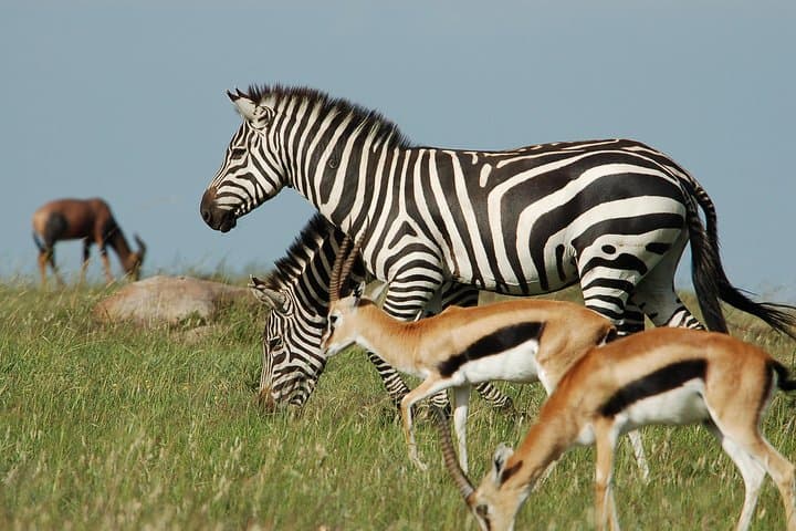 6-Day Amboseli, Lake Naivasha & Maasai Mara Safari – Kilimanjaro Views and Big Cats