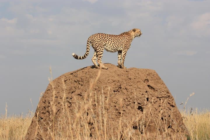 6-Day Amboseli, Lake Naivasha & Maasai Mara Safari – Kilimanjaro Views and Big Cats photo 2