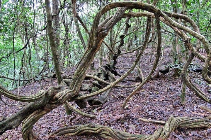 Udawatte Kele Sanctuary: Private Birdwatching & Nature Trekking in Kandy photo 3