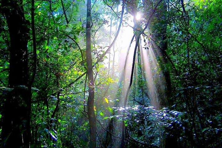 Udawatte Kele Sanctuary: Private Birdwatching & Nature Trekking in Kandy photo 5