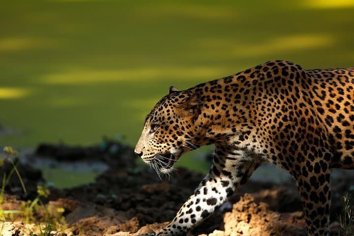 Morning Game Drive in Yala National Park: Leopard Safaris & Wildlife Viewing photo 4