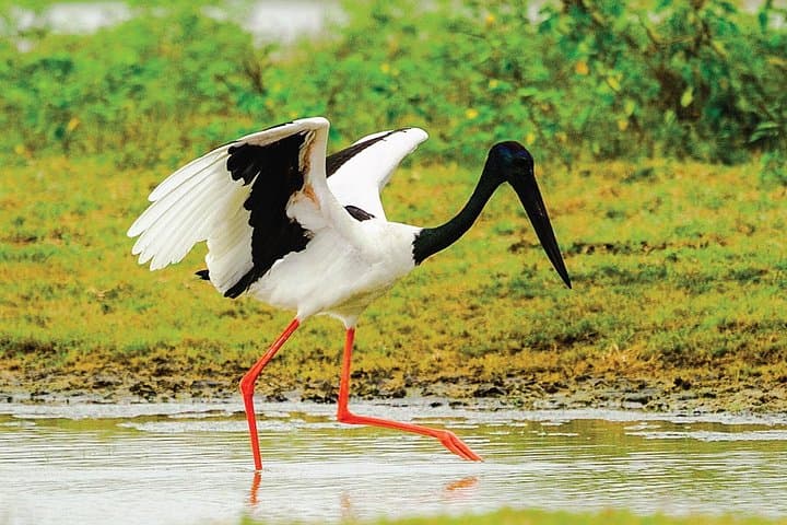 Sri Lanka 5-Day Private Wildlife Photography Tour: Sinharaja to Yala photo 4