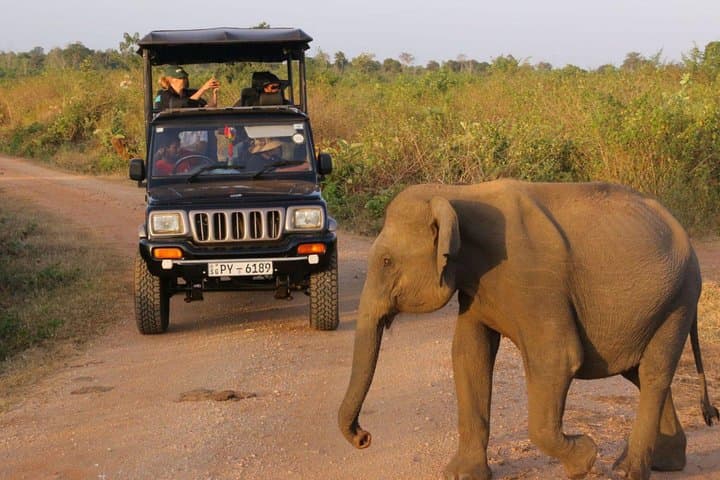 Afternoon Game Drive at Udawalawe National Park: Elephant Safari