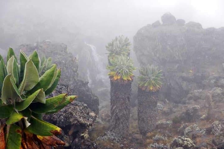 7-Day Lemosho Kilimanjaro Climb: Shira Plateau to Uhuru Peak photo 2