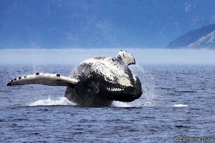 Québec City Whale Watching: Full-Day Saguenay–St. Lawrence Cruise & Zodiac photo 3