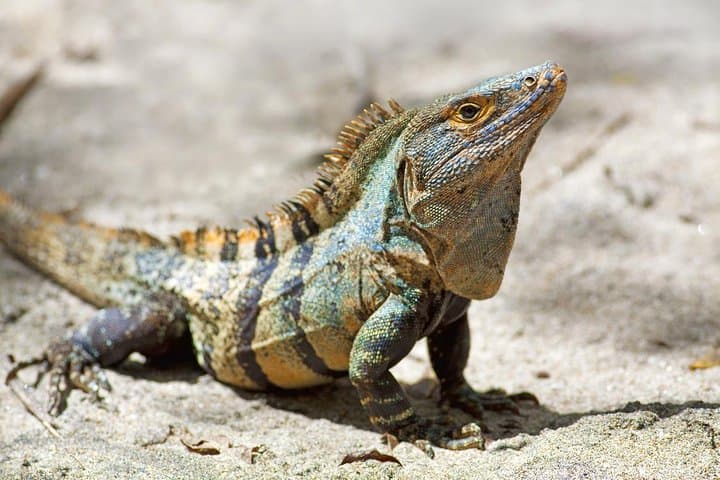 Coast-to-Coast Costa Rica: 10-Day Self-Drive from San José photo 2