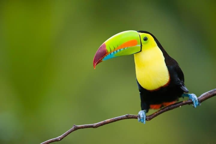 Coast-to-Coast Costa Rica: 10-Day Self-Drive from San José photo 4