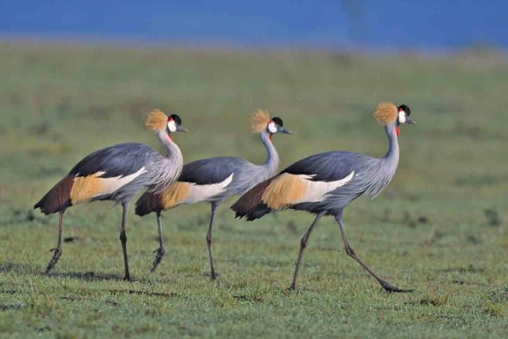 Discover Nairobi National Park: Wildlife Safari and Giraffe Centre Experience photo 2