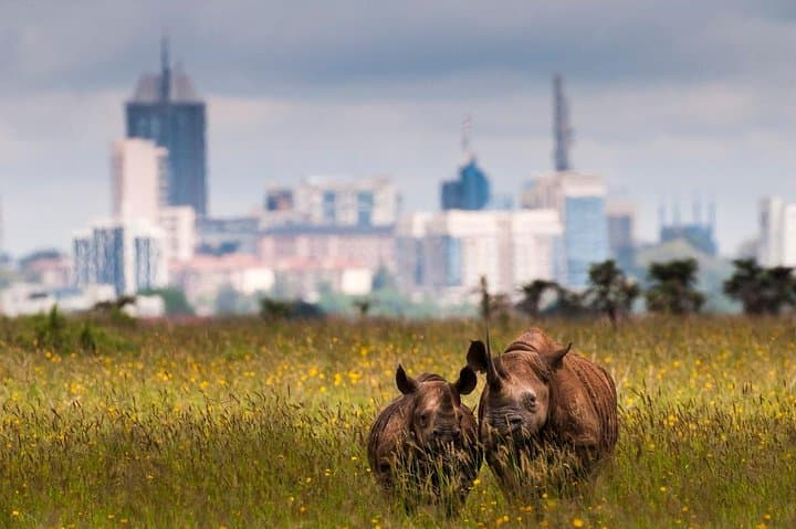 Discover Nairobi National Park: Wildlife Safari and Giraffe Centre Experience photo 4