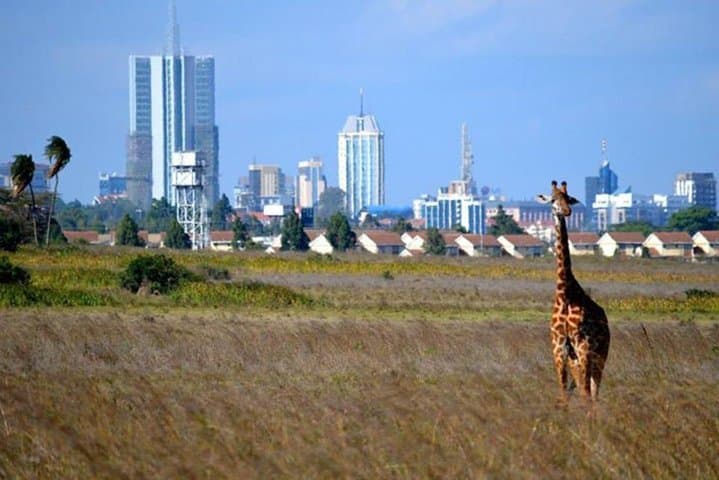 Discover Nairobi National Park: Wildlife Safari and Giraffe Centre Experience photo 6