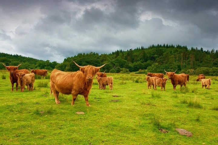 Private Highlands Day Tour from Edinburgh — Scone, Pitlochry & Blair Castle