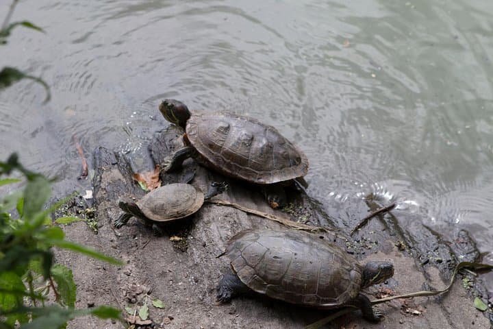 Central Park Guided Walking Tour: Insider History, Wildlife & Best Routes photo 5