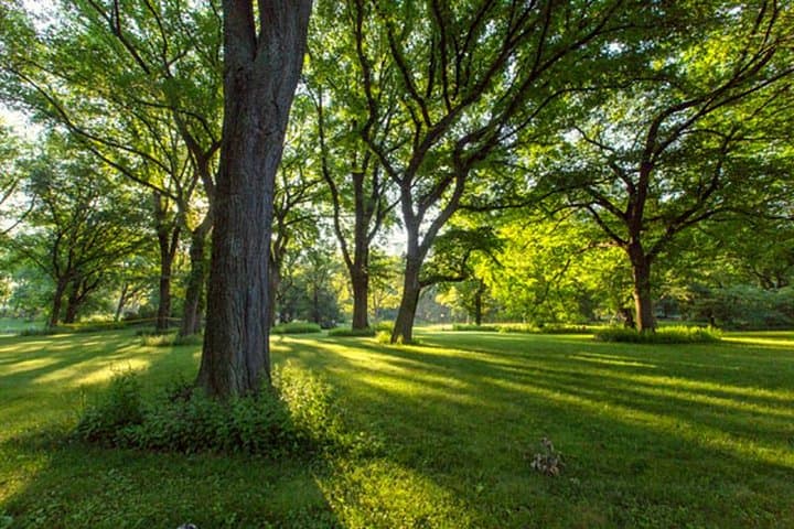 Central Park Guided Walking Tour: Insider History, Wildlife & Best Routes photo 2