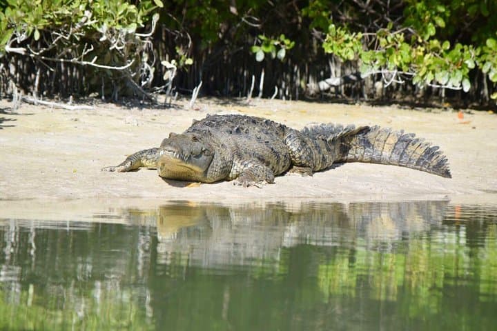 Explore Isla Holbox Mangroves: A Guided Kayaking Adventure photo 2