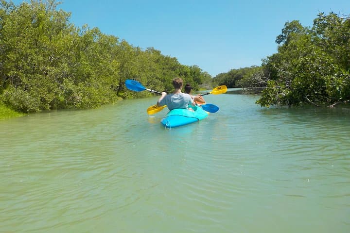 Explore Isla Holbox Mangroves: A Guided Kayaking Adventure photo 6